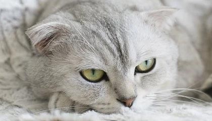 《天国：拯救2》第三款DLC即将上线，全新地图与剧情